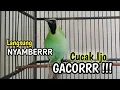 Download Lagu PANCINGAN CUCAK IJO GACOR BUKA PARUH BIKIN LAWAN CEPAT ON LANGSUNG EMOSI DENGAR SUARA INI