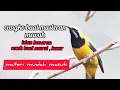 Download Lagu cungko gacor, cungko isian kasar rapet ,masteran wajib murai batu, materi kasar. cungko gacor