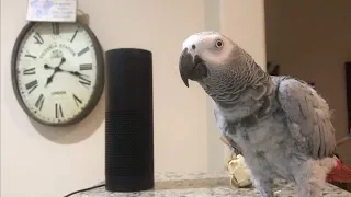 Download Smartest most conversational parrot ever. Petra the home automation expert, african grey MP3