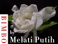 Download Lagu Melati Putih - BIMBO