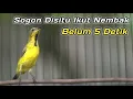 Lagu PANCINGAN EMOSI SOGON AGAR CEPAT NGALAS NEMBAK‼️CUIT CUIT CERR BIKIN SOGONMU AUTO RESPON GACOR EMOSI