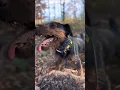 Download Lagu Anjing Kecil Ini Bisa Ngejar Babi Hutan!#shorts