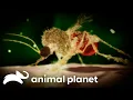 Download Lagu Vacation Parasites | Monsters Inside Me | Animal Planet