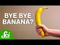 Download Lagu Bananas Are Not What You Think | The Shocking Truth