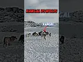 Download Lagu kangal vs wolf #trending #animals #wildlife #dog #kangal