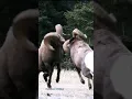 Download Lagu Kambing Lucu II Detik-detik Kambing Besar Adu Kepala II Suara Kambing #shorts #viral #kambinglucu