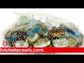 Bargain Hunter Show