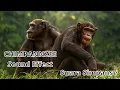 CHIMPANNZEE SOUND EFFECT SUARA SIMPANSE SUARA BINATANG
