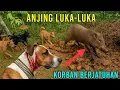 Download Lagu KORBAN BERJATUHAN !! aksi pembalasan dari babi hutan || wildboard, wildboarhunt, hunting