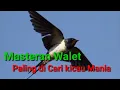Download Lagu Masteran Walet paling di cari Burung juara