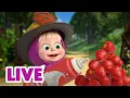 Download Lagu 🔴 EN VIVO Masha y el Oso Castellano 🏆 Competición de talentos 🎤🎭🎶 Masha and the Bear LIVE