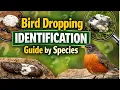 Bird Dropping ID Guide by Species