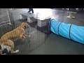 More FunGility at The Club with Fiona Bentley Dog Daycare The Dog Club Kalispell MT 406-890-2220