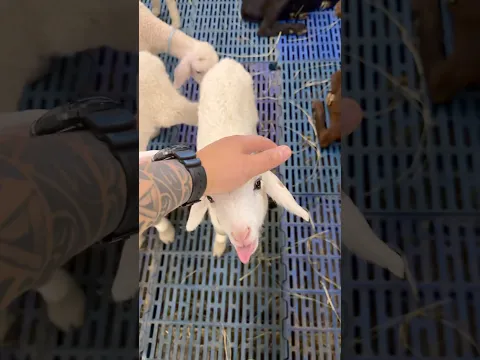 #cordero #ganado #viral #shorts #fyp #youtubeshorts #nature #cute
