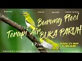 Download Lagu Terapi Air Burung Pleci Dakun Auriventer PASTI NGOTOT NGALAS BUKA PARUH - Zosterops Water Therapy 3