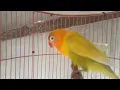 Download Lagu LOVEBIRD Paud DIJAMIN Ngekek dalam 1 menit, Dengar SUARA LOVEBIRD Ngetik NGEKEK ini