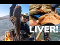 Download Lagu Tangkap dan Masak HATI Ikan Lingcod!! +Perahu MENABRAK KAYAKER