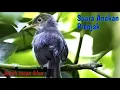 Download Lagu Suara Anakan Prenjak Lapar || Bisa untuk pikat dan Masteran