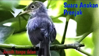 Download Suara Anakan Prenjak Lapar || Bisa untuk pikat dan Masteran MP3