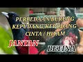 Download Lagu PERBEDAAN KEPODANG / KEPUDANG CINTA /HITAM JANTAN DAN BETINA