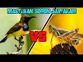 Download Lagu MASTERAN SOGON MATERI BELALANG EMAS || MASTERAN BELALANG EMAS BUAT SOGON BAHAN..