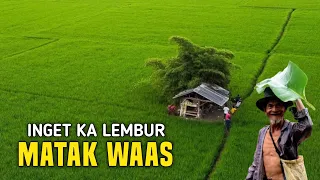 Download Matak Waas Inget Ka Lembur | Suasana Yang di Rindukan Orang Kota MP3