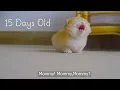 How kitten Pudding grow up from 0 to 12 months