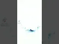 تصميم شيلة ادعج عيون