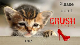 the gruesome reality of crush videos unveiling animal cruelty animalrights crush animalabuse