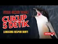 Download Lagu Burung Cendet Gacor Full Isian Buat Pancingan Cendet Agar Bunyi, Burung Pentet Gacor Emosi