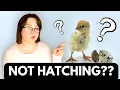 WHY won t they HATCH Inspecting unhatched QUAIL eggs