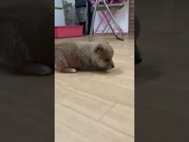 動画