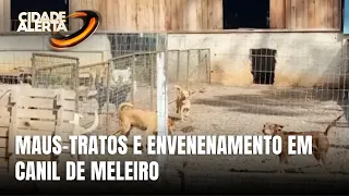 ONG denuncia envenenamento e maus-tratos em canil municipal de Meleiro