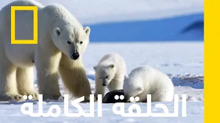 مملكة الدب القطبي مستكشفوا المحيط ناشونال جيوغرافيك أبوظبي  مملكة الدب القطبي مستكشفوا المحيط ناشونال جيوغرافيك أبوظبي