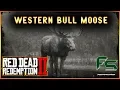 Red Dead Redemption 2 - Western Bull Moose Location