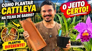 COMO PLANTAR CATTLEYA NA TELHA DE BARRO? O JEITO CERTO!