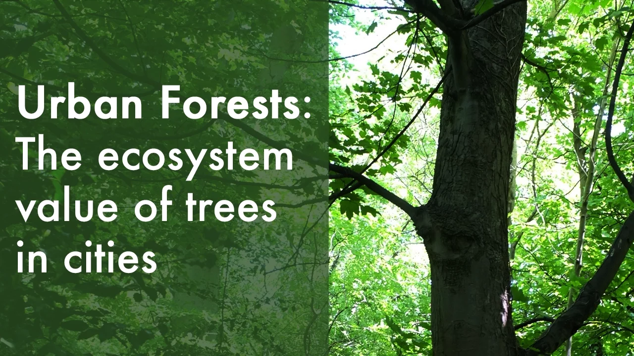 Urban forests: A European perspective | Dr Johan Östberg (2015)