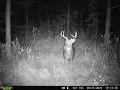 87 Acres of UTV Whitetail Country Hunting Land For Sale Langlade County WI