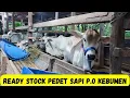 Download Lagu Ready Stock Pedet Sapi P.O Kebumen.Segini Harganya