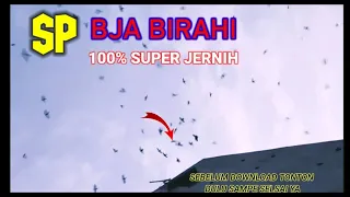 sp bja birahi 100 super jernih