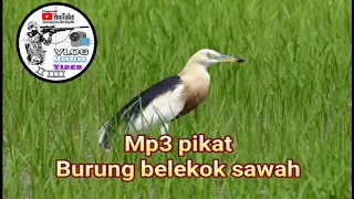 suara pikat burung belekok sawah mp3