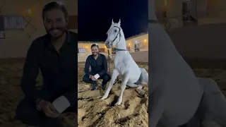 لو سبته هيقوم حصانى وانا عارفه    ٦٠شو مع الدكتور حاتم ستين دندنها