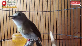 kicau burung sikatan rimba dada coklat srdc di sore hari volume gacor melengking