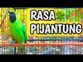 Download Lagu T3mb4k4n Panjang P1J4NTUNG PISANG Cocok Untuk MASTERAN Cucak Ijo Lomba