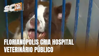Florianópolis anuncia criação do primeiro hospital veterinário público da cidade