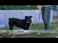 Tucson Subaru s Pet of the Week Vibrant Velvet