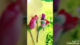 دشتا حراني كرما دندنها