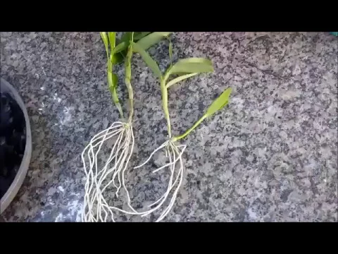 PLANTANDO ORQUÍDEA NO CARVÃO