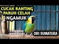 Lagu cucak ranting sumatera gacor