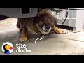 Download Lagu Stray German Shepherd Was Crying Nonstop Until She Was Rescued | The Dodo